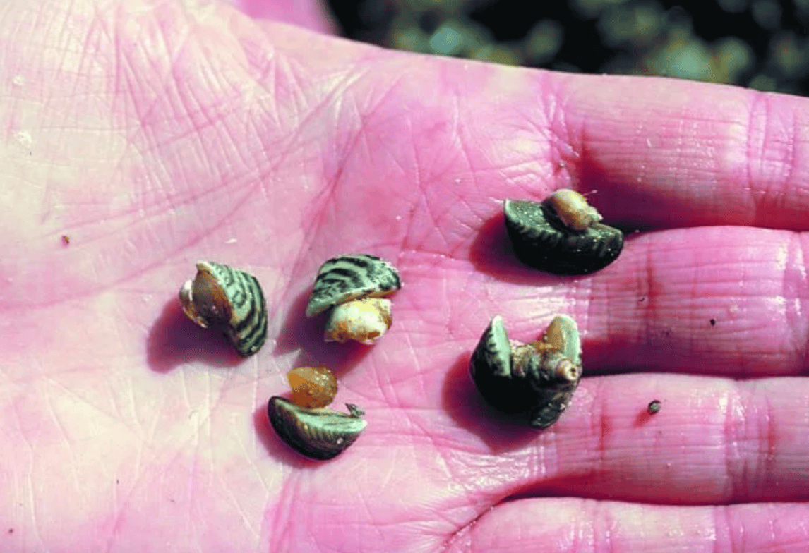 ZebraMussels