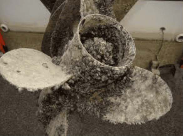 ZebraMussels2