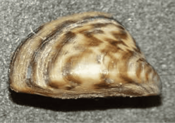 ZebraMussels3