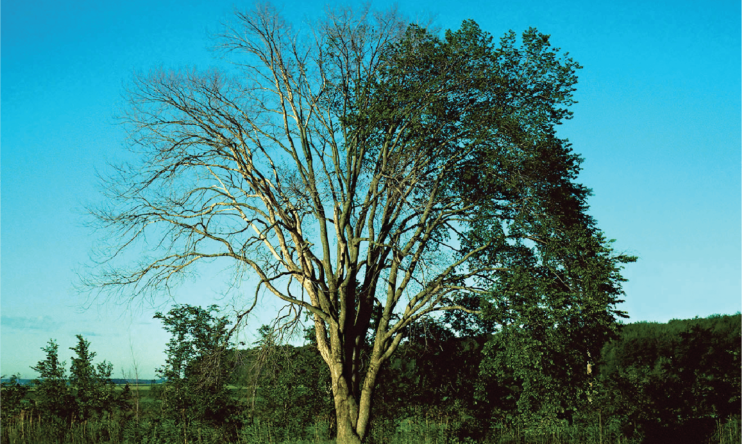 Dutch Elm Disease (fungus) Dutch Elm Disease (fungus)