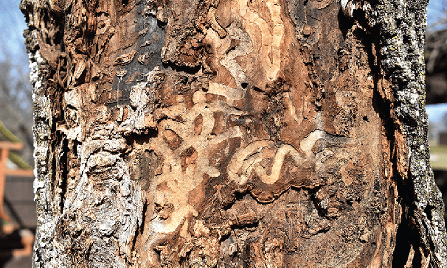 Emerald Ash Borer (beetles) Emerald Ash Borer (beetles)